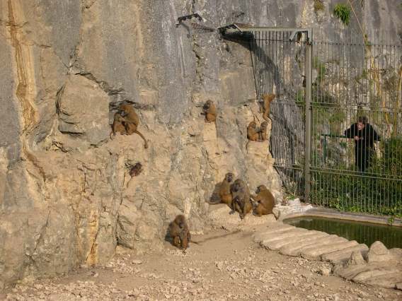  groupe de babouins (zoo de la citadelle)